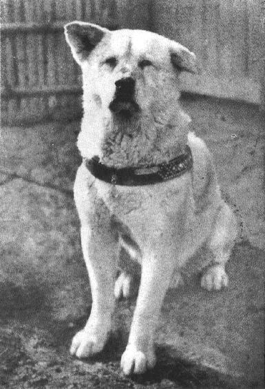 L’autèntic Hachiko, “el que espera”